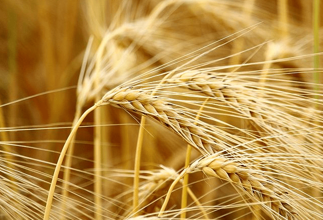 精釀<a href=http://m.dazhongbanchang666.cn/ target=_blank class=infotextkey>啤酒設備</a>,啤酒廠設備,開辦啤酒廠,麥芽